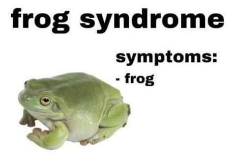 Giggles Week #12: Frog Memes – mYeBEAT