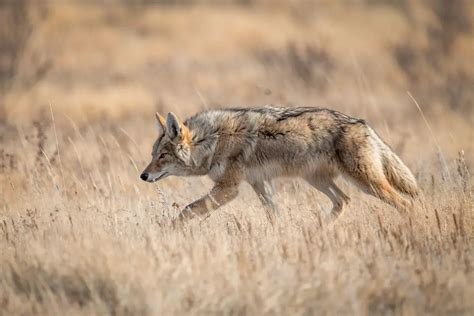 Coyote Behavior - Fascinating Facts About Coyotes