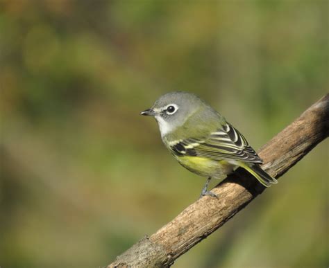 Blue-headed Vireo | Audubon Field Guide