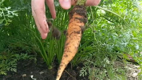 'Gone Pulling Carrots' : r/gardening