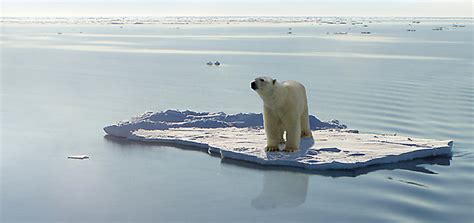 Plane travel destroys polar bear habitat - successful GREEN