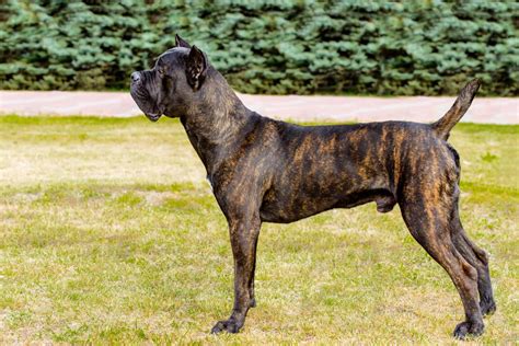 The Complete Guide To The World Of Cane Corso Colors