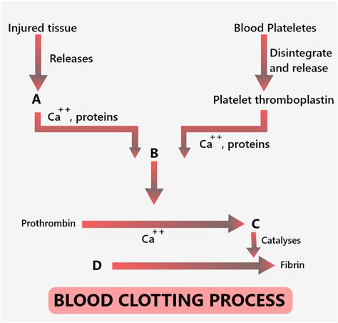 In the extrinsic clotting pathway, the active factor VII activates ...