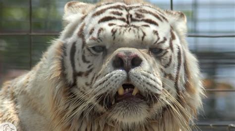 Meet Kenny: The Tiger That Defied All Odds