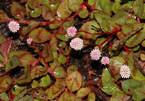 Polygonum (Polygonaceae) image 31002 at