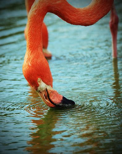 Feeding flamingo | A Caribbean flamingo (_Phoenicopterus rub… | Flickr