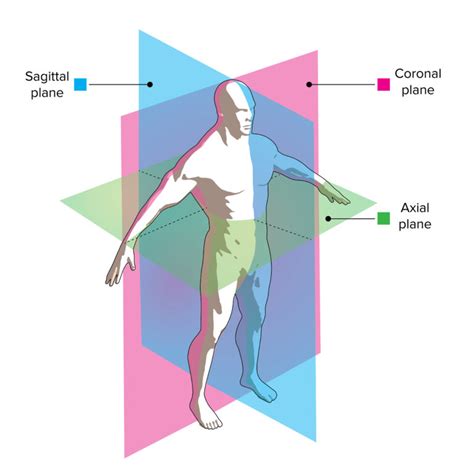 Lecturio - Drawing Sagittal, coronal and transverse plane - English ...