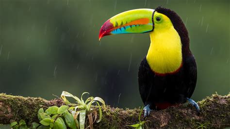 Toco Toucan Habitat