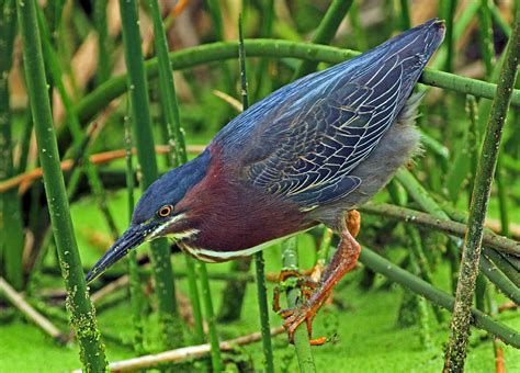 Green Heron Habitat by Larry Nieland