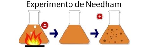 Experimento de Needham