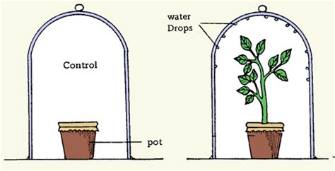 Experiment to Demonstrate Transpiration · Water Cycle