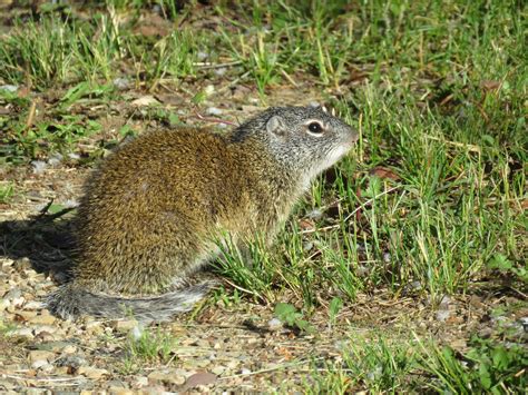 Citizen Scientists Come to the Aid of the Tenacious Franklin’s Ground ...