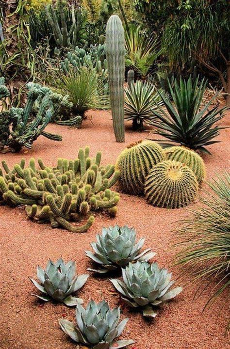 Pin by מיכל אליעד- עיצוב גינות ואדריכ on Cactus garden | Desert garden ...