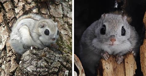 These Adorable Flying Squirrels Found in Japan Look Like Pokémon