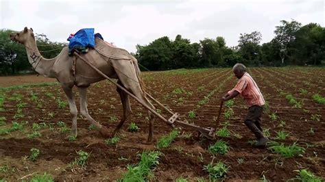 Unique Farming.... A Camel take place of an ox.. - YouTube