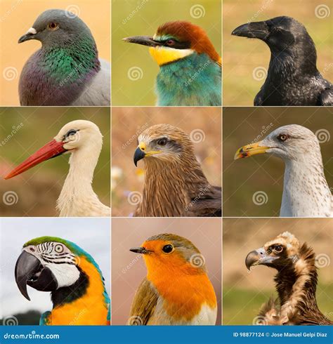 Collage with Differents Birds Stock Photo - Image of cute, beak: 98877124