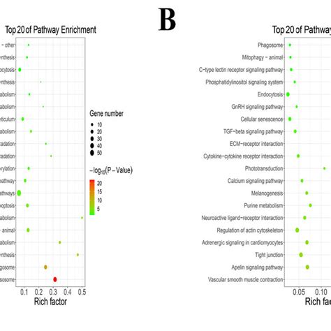 The KEGG pathway enrichment analysis. (A) The KEGG pathway enrichment ...