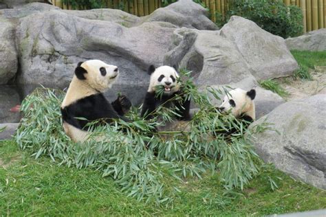 Calgary Zoo unveils Giant Panda Habitat