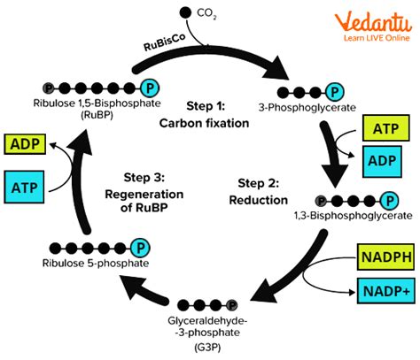 Dark Reaction of Photosynthesis | Learn Important Terms and Concepts