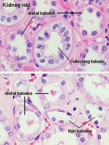 集尿管(Collecting tubule) - 小小整理網站 Smallcollation