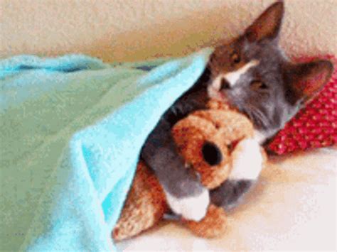 Hugs Cat GIF - Hugs Cat Cute - Discover & Share GIFs