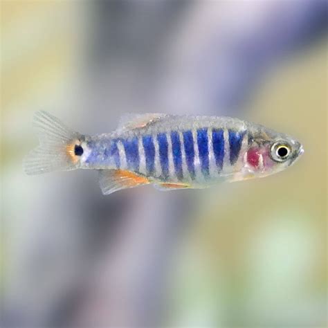 Emerald Dwarf Rasbora - Planted Tank Mates