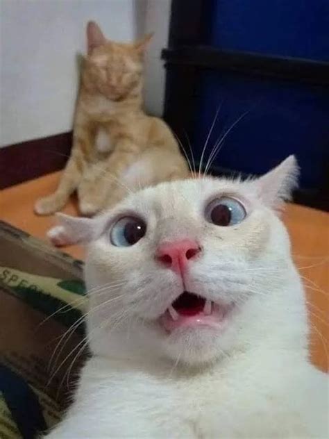 Funny Cat faces To put that smile on your face : r/AnimalsBeingDerps