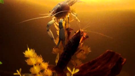 Rainbow Crayfish & Electric Blue Crayfish Breeding Or Friendship ...