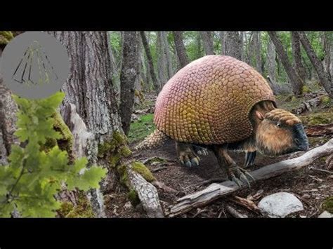 Evolution of armadillos : SomeCoolShit