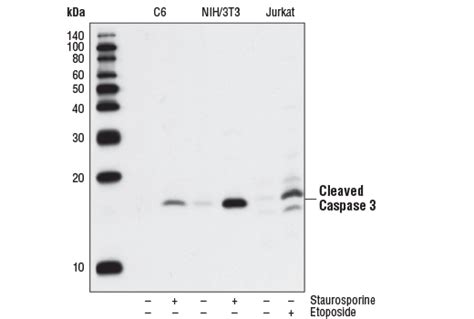 Cleaved Caspase-3 (Asp175) (5A1E) Rabbit mAb | Cell Signaling Technology