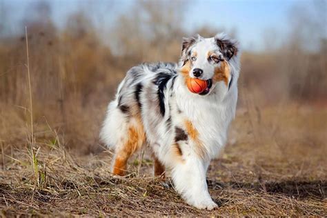 Australian Shepherd Dog Breed Information, Images, Characteristics, Health