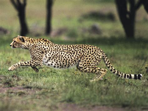 Northwest African Cheetah Facts for Kids • Kids Animals Facts