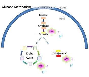 Anaerobic Respiration Bacteria