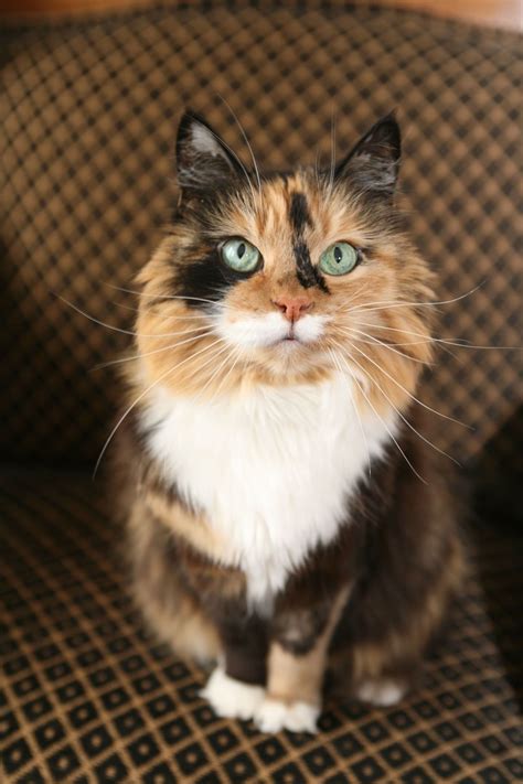 These Calico Cat Personality Traits Will Not Fail to Enchant You ...