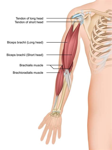 Dr Terence Moopanar | Biceps tear