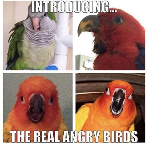 Parrot Memes