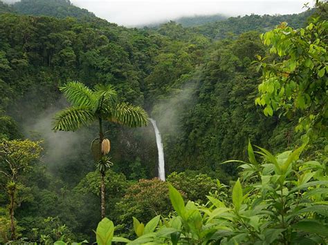 HD wallpaper: Jungle, lush, rain forest, tropical, waterfall, trees ...