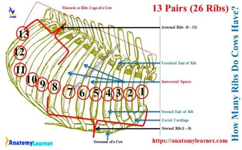 How Many Ribs Does a Cow Have - Cow Ribs Bone Anatomy » AnatomyLearner ...