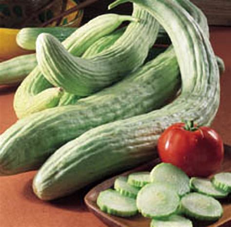 Cucumber Armenian Pale