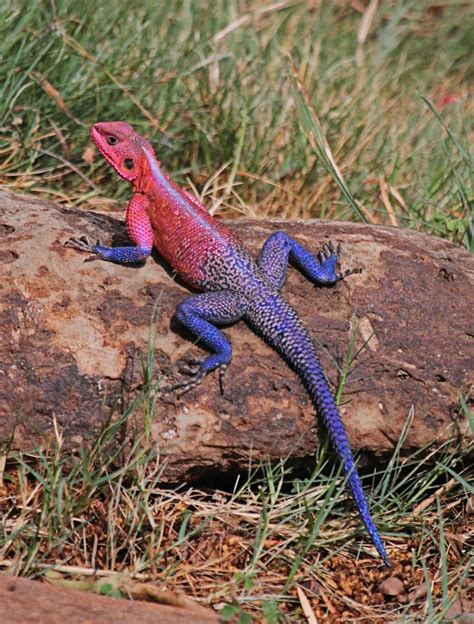 Agama Lizard | Lizard, Animals beautiful, Amphibians