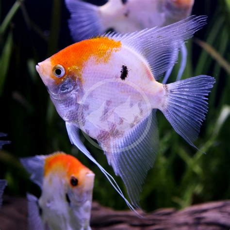 ANGELFISH - FW KOI Pterophyllum scalare - Aquatics Unlimited