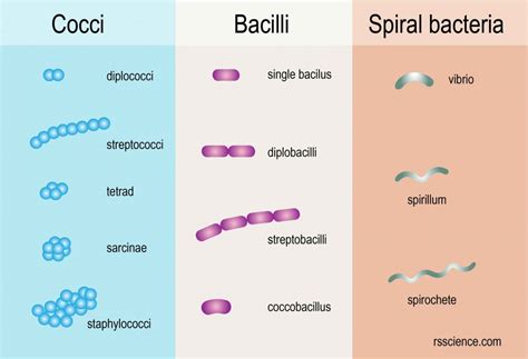 Size Matters - The Scale of Biology – Examples and Fun Facts (2022)