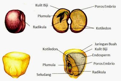 Perhatikan Gambar Struktur Biji Kacang Berikut Bagian Yang Ditunjukan ...