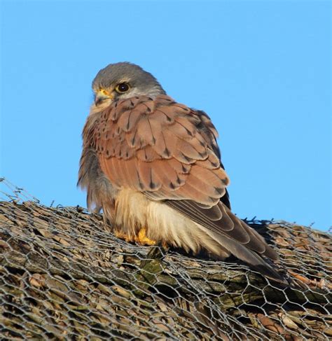 Small Raptor Identification - WingSearch2020