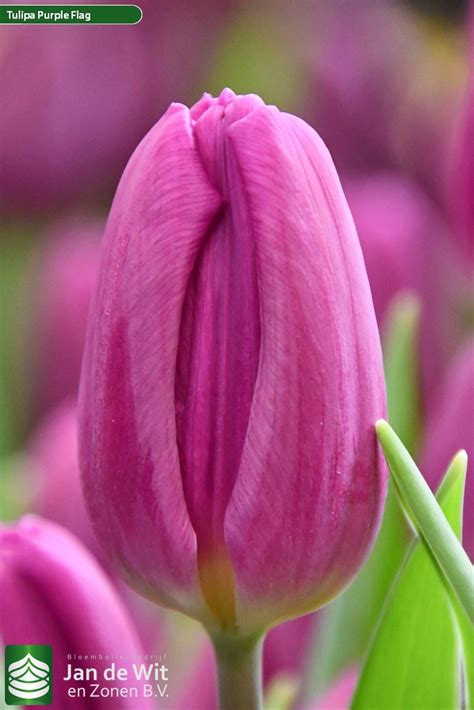 Purple Flag | Tulip | Jan de Wit en Zonen B.V.