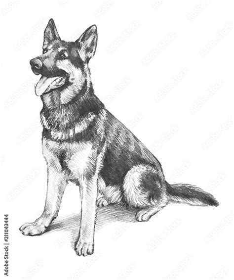 German shepherd dog in hand drawn animal or pet illustration, cute dog ...