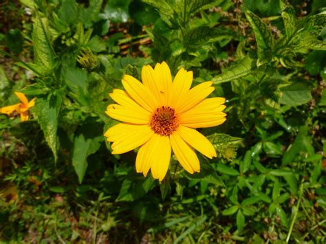 Ocracoke Island Journal: Yellow Flowers