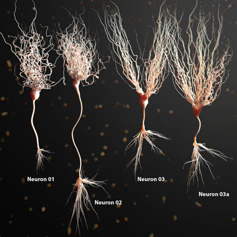 3d model of neuron anatomy