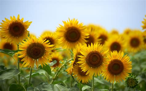 Sunflowers Wallpaper (61+ images)