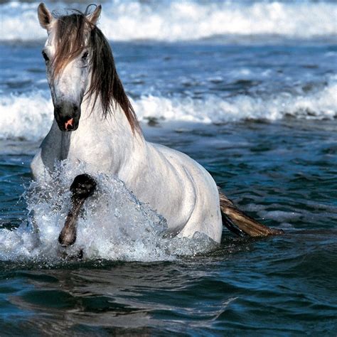 Animals Zoo Park: 9 White Running Horse Wallpapers, White Horses ...